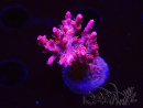 WYSIWYG RAH Acropora Flamingo Fury
