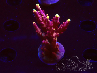 WYSIWYG JF Acropora Fox Flame 5O3