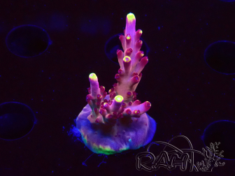 WYSIWYG JF Acropora Fox Flame