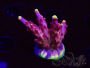 WYSIWYG JF Acropora Fox Flame 5O5