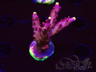 WYSIWYG JF Acropora Fox Flame