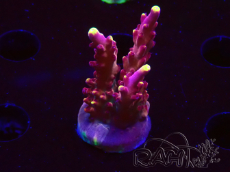 WYSIWYG JF Acropora Fox Flame 5O7