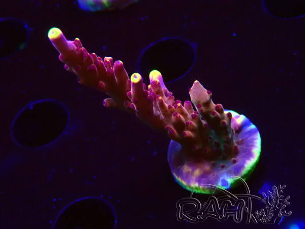 WYSIWYG JF Acropora Fox Flame