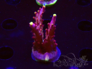WYSIWYG JF Acropora Fox Flame