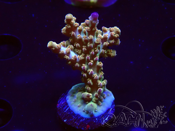 WYSIWYG RAH Acropora Astro-berry