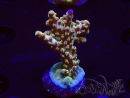 WYSIWYG RAH Acropora Astro-berry