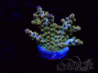 WYSIWYG RAH Acropora Astro-berry