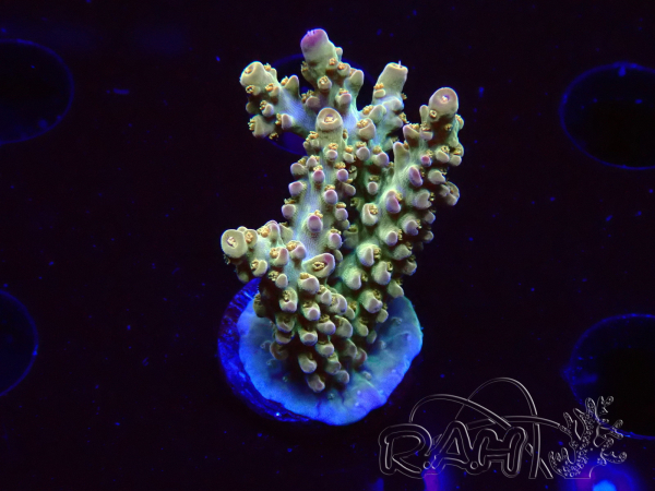 WYSIWYG RAH Acropora Astro-berry