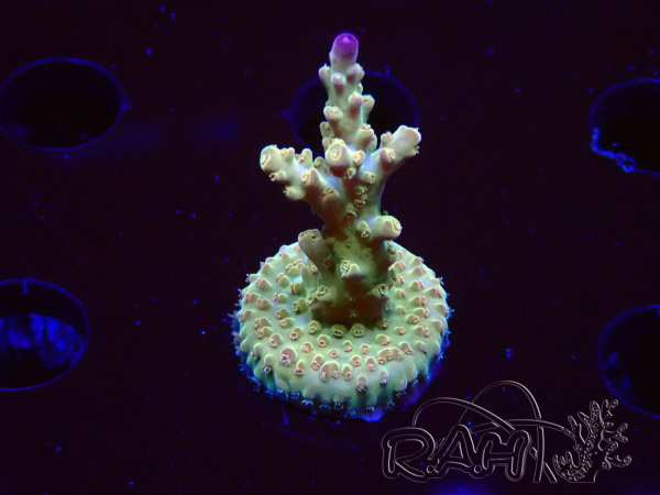 WYSIWYG RAH Acropora Astro-berry 5P4