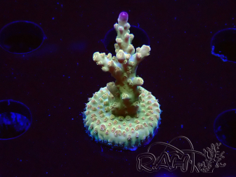 WYSIWYG RAH Acropora Astro-berry 5P4