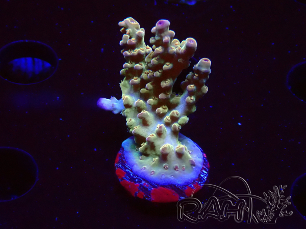 WYSIWYG RAH Acropora Astro-berry