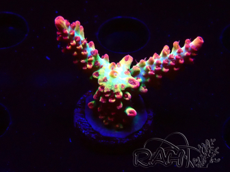WYSIWYG RAH Acropora microclados Strawberry Shortcake