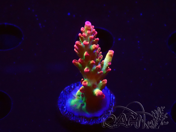 WYSIWYG RAH Acropora microclados Strawberry Shortcake