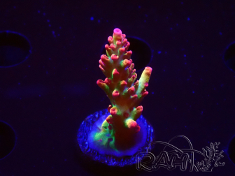 WYSIWYG RAH Acropora microclados Strawberry Shortcake
