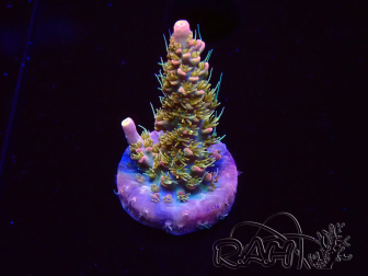 WYSIWYG CC Acropora Vodoo Majick