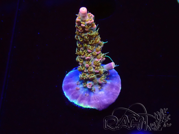 WYSIWYG CC Acropora Vodoo Majick 5Q7