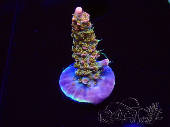 WYSIWYG CC Acropora Vodoo Majick 5Q7