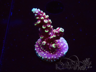 WYSIWYG Acropora Dragon Breath