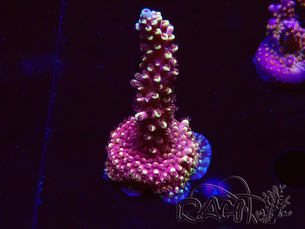 WYSIWYG Acropora Dragon Breath