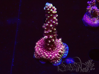 WYSIWYG Acropora Dragon Breath