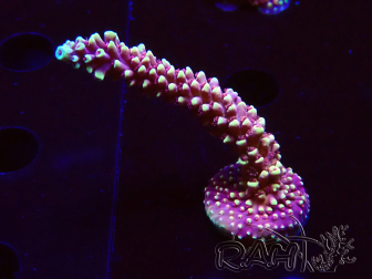 WYSIWYG Acropora Drachenatem