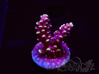 WYSIWYG Acropora Drachenatem