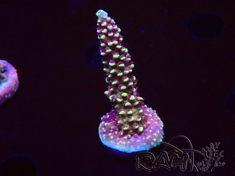 WYSIWYG Acropora Drachenatem