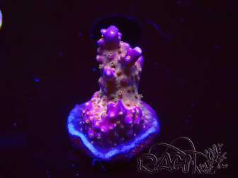 WYSIWYG RAH Acropora donei Merlin's Staff