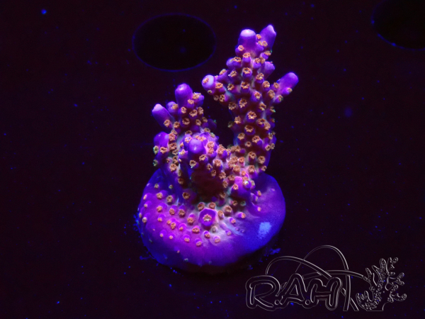 WYSIWYG WC Acropora donei Merlin's Staff 5S2