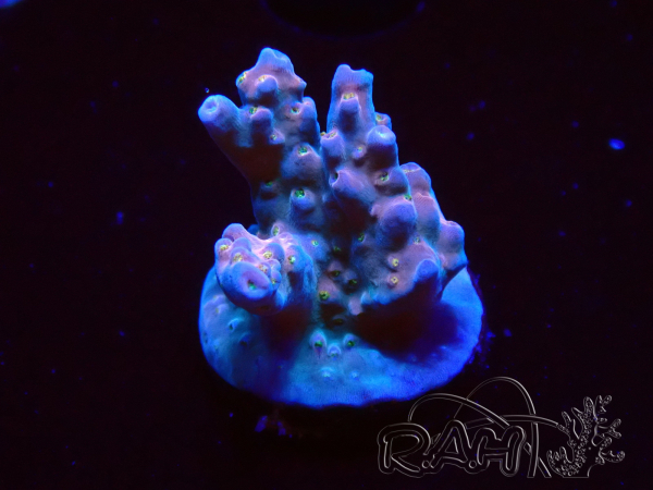 WYSIWYG RAH Acropora donei Hot Shot