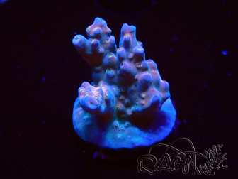 WYSIWYG RAH Acropora donei Hot Shot 5S6
