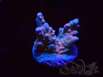 WYSIWYG RAH Acropora donei Hot Shot