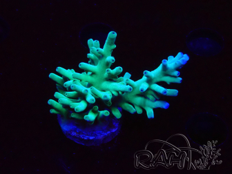 WYSIWYG ORA Acropora turaki Hawkins