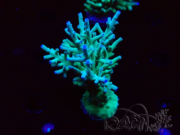 WYSIWYG ORA Acropora turaki Hawkins