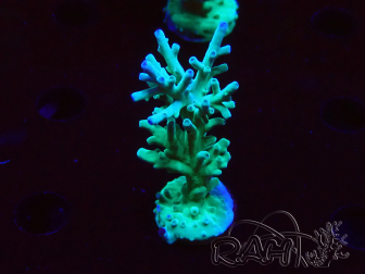 WYSIWYG ORA Acropora turaki Hawkins