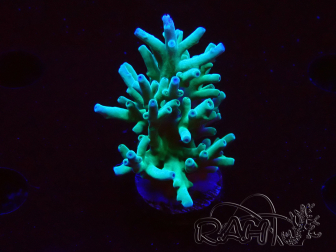 WYSIWYG ORAAcropora turaki Hawkins 5U4