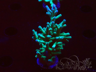 WYSIWYG ORA Acropora turaki Hawkins