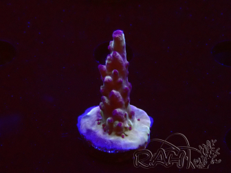 WYSIWYG RAH Acropora Nightshade