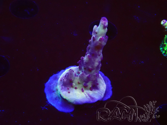 WYSIWYG RAH Acropora Nightshade 5U7