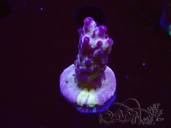 WYSIWYG RAH Acropora Nightshade