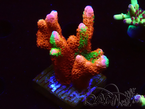 WYSIWYG WWC Montipora Contraband Digitata 5V1