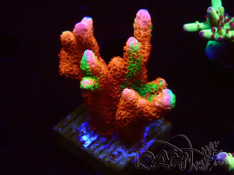 WYSIWYG WWC Montipora Contraband Digitata 5V1