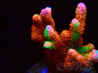 WYSIWYG WWC Montipora Contraband Digitata 5V1