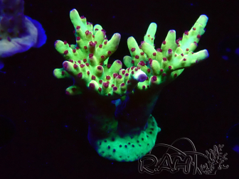 WYSIWYG RAH Acropora Bogani 5V6