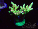 WYSIWYG RAH Acropora Bogani