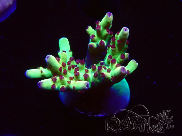 WYSIWYG RAH Acropora Bogani 5V7