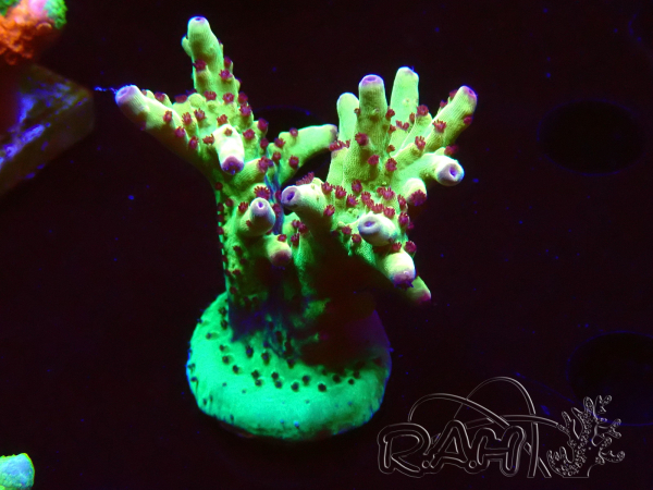 WYSIWYG RAH Acropora Bogani 5V8