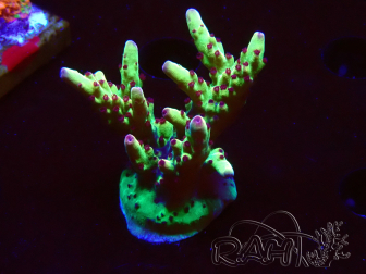 WYSIWYG RAH Acropora Bogani