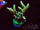 WYSIWYG RAH Acropora Bogani 5V9