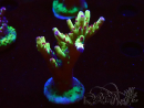 WYSIWYG RAH Acropora Bogani
